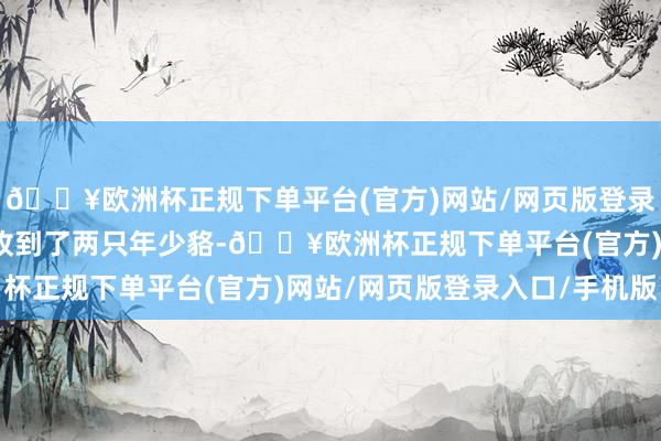 🔥欧洲杯正规下单平台(官方)网站/网页版登录入口/手机版咱们一齐收到了两只年少貉-🔥欧洲杯正规下单平台(官方)网站/网页版登录入口/手机版
